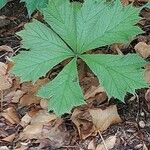 Rodgersia aesculifolia Hoja