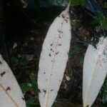 Parinari montana Leaf