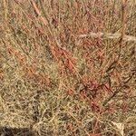 Indigofera arrecta Fruto
