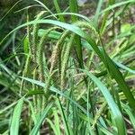 Carex crinita পাতা
