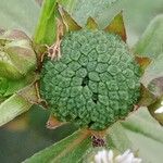 Eclipta prostrata Fruit