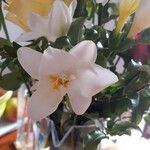Lilium longiflorum 花
