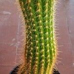 Echinopsis huascha Hoja