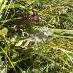 Teucrium scordium Fula