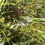 Teucrium scordium Blomma