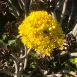 Sedum rupestre花