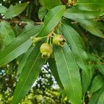 Syzygium jambos Vrucht