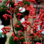 Ilex decidua Frucht