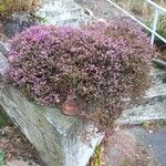 Erica cinerea Habitat