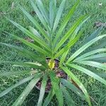 Dypsis lutescens Blad