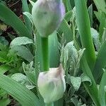 Iris pallida Flor