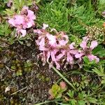 Saponaria pumila Flower