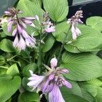 Hosta × tardiva Flower