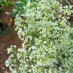 Lepidium latifolium برگ