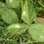 Macroptilium atropurpureum Leaf