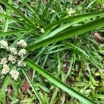 Cyperus luzulae Levél