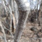 Alnus serrulata Corteza