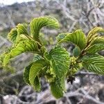 Rhamnus alpina 葉