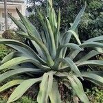 Agave salmiana Habit