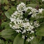 Allium ursinum Blomst