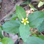 Synedrella nodiflora Flower