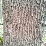 Acer platanoides Bark