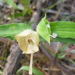 Commelina ensifolia 花