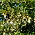 Styrax japonicus Fiore