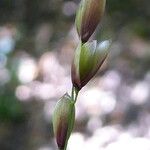 Melica uniflora Floro