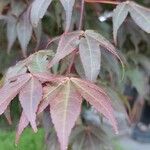 Acer palmatumLeaf