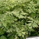 Oenanthe javanica 形態