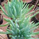 Dudleya edulis Hoja