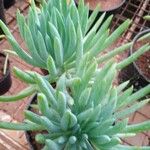 Dudleya edulis Yaprak