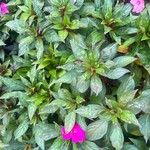 Impatiens wallerianaLapas