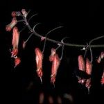 Cuphea hookeriana 花