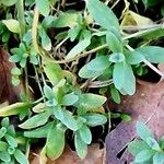 Cerastium tomentosum Leaf