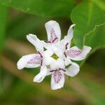 Dianthera americana Flower