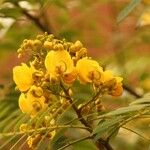 Senna spectabilis Blomst