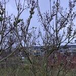 Syringa vulgaris Costuma