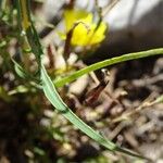 Lactuca viminea Blad