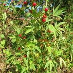 Hibiscus sabdariffa ശീലം