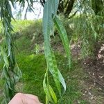 Salix x sepulcralis
