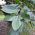 Ehretia dicksonii Leaf