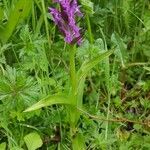 Dactylorhiza majalis Habit