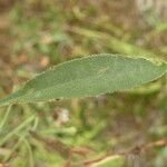 Tripolium pannonicum 葉