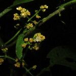 Notopleura capacifolia Flor