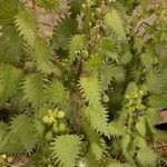 Urtica pilulifera Blatt