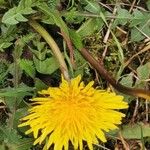 Taraxacum officinaleFlor