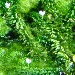 Elodea densa Други