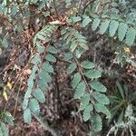 Marcetella moquiniana Likasa